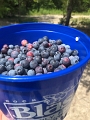 Kids_BlaseFarm_7-2020 (17)